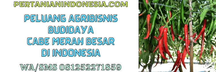 peluang,agribisnis,budidaya,cabe merah besar,pertanian indonesia